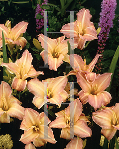 Picture of Hemerocallis  'Frosty Beauty'