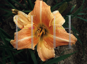 Picture of Hemerocallis  'Bonnie Barbara Allen'