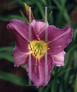 Picture of Hemerocallis  'Prairie Blue Eyes'