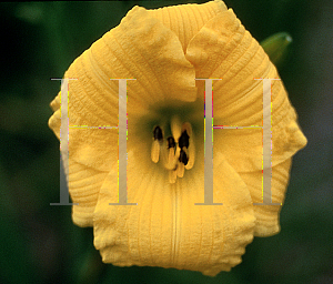 Picture of Hemerocallis  'Texas Sunlight'