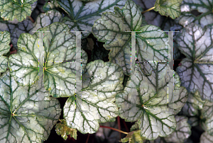 Picture of Heuchera  'Mint Frost'