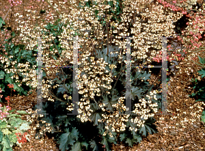 Picture of Heuchera  'Ebony & Ivory'