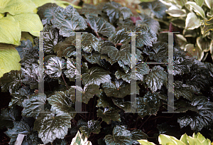 Picture of Heuchera  'Chocolate Ruffles'