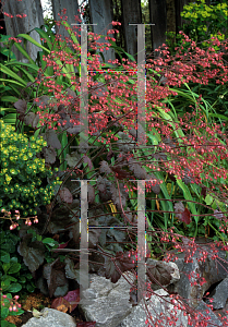 Picture of Heuchera  'Bronze Beacon'