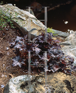 Picture of Heuchera americana 'Ruby Veil'