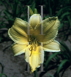 Picture of Hemerocallis  'Suzie Wong'