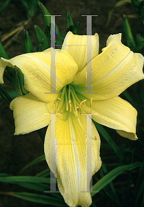 Picture of Hemerocallis  'Prairie Moonlight'