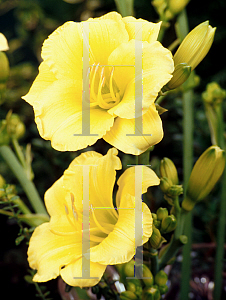 Picture of Hemerocallis  'Marci'