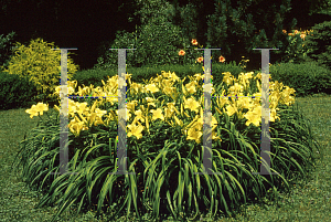 Picture of Hemerocallis  'Mary Todd'