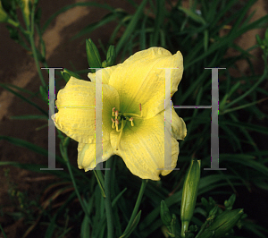 Picture of Hemerocallis  'Holly Herrema'