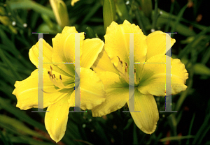 Picture of Hemerocallis  'Green Flutter'