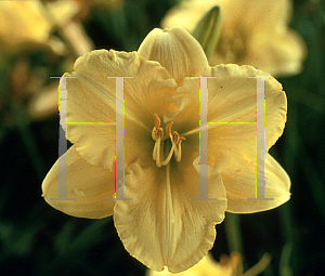 Picture of Hemerocallis  'Carolyn Criswell'