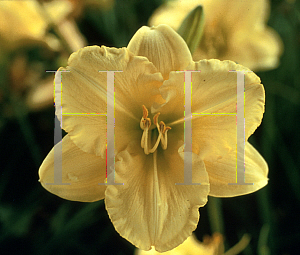 Picture of Hemerocallis  'Carolyn Criswell'