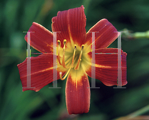 Picture of Hemerocallis  'Red Magic'