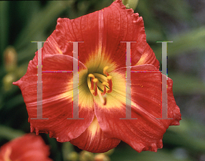 Picture of Hemerocallis  'Petite Rouge'