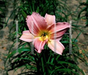 Picture of Hemerocallis  'Bama Music'