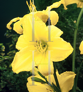 Picture of Hemerocallis  'Patio Parade'