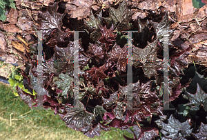 Picture of Heuchera micrantha 'Palace Purple'