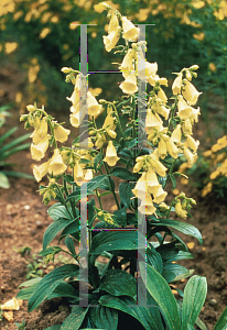 Picture of Digitalis grandiflora 