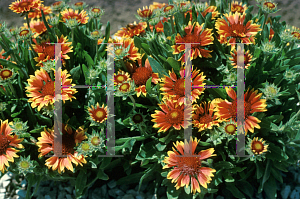 Picture of Gaillardia x grandiflora 'Baby Cole'