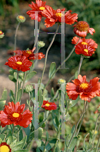 Picture of Gaillardia x grandiflora 'Burgundy'