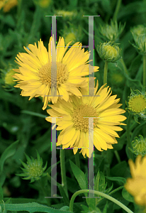 Picture of Gaillardia x grandiflora 'The Sun'