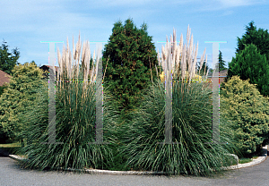 Picture of Cortaderia selloana 'White'