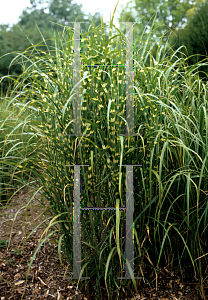 Picture of Miscanthus sinensis 'Zebrinus'