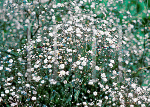 Picture of Gypsophila paniculata 'Bristol Fairy'