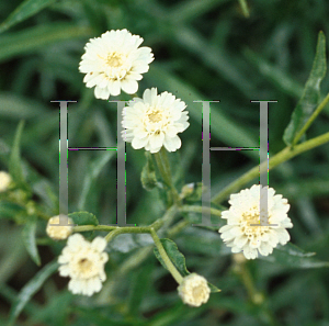 Picture of Gypsophila paniculata 'Perfecta'