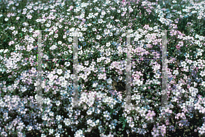 Picture of Gypsophila repens 'Rosea'