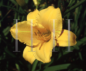 Picture of Hemerocallis  'Manilla Moon'