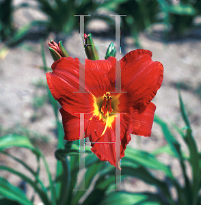 Picture of Hemerocallis  'Anzac'