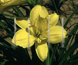 Picture of Hemerocallis  'Double Charm'