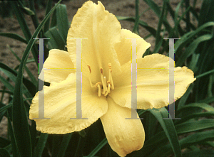 Picture of Hemerocallis  'Mary Todd'