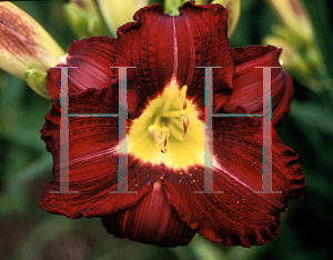 Picture of Hemerocallis  'Catherine Neal'