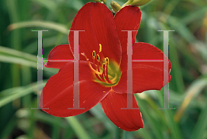 Picture of Hemerocallis  'Ruby Throat'