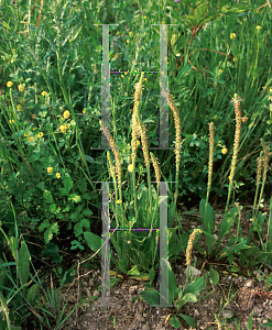 Picture of Plantago spp. 