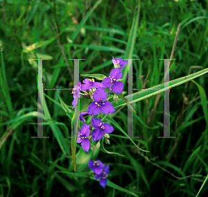 Picture of Tradescantia occidentalis 