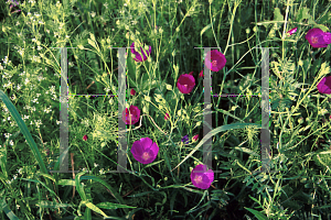 Picture of Callirhoe involucrata 