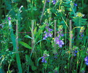 Picture of Scutellaria wrightii 