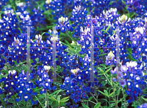 Picture of Lupinus texensis 