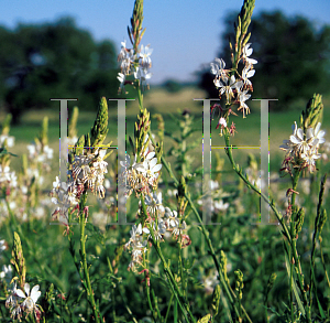 Picture of Gaura sinuata 