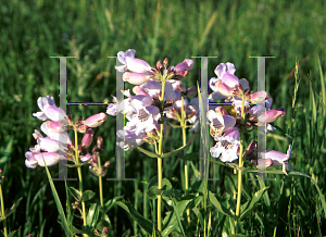 Picture of Penstemon cobaea 