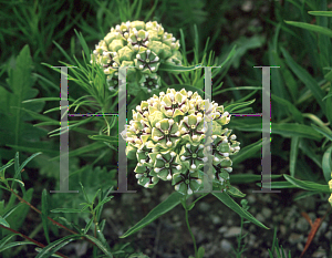 Picture of Asclepias asperula 