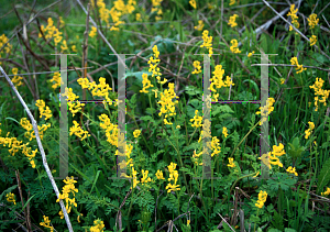 Picture of Corydalis micrantha 