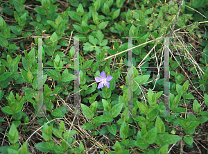 Picture of Vinca major 