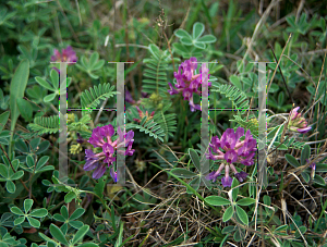 Picture of Astragalus crassicarpus 