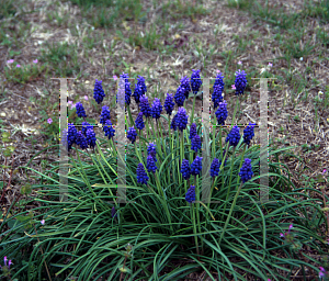 Picture of Muscari neglectum 