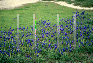 Picture of Muscari neglectum 